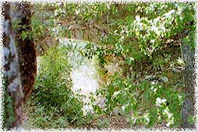 leo3.jpg (17938 byte)