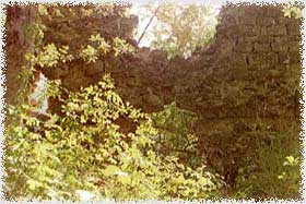 leo5.jpg (15354 byte)